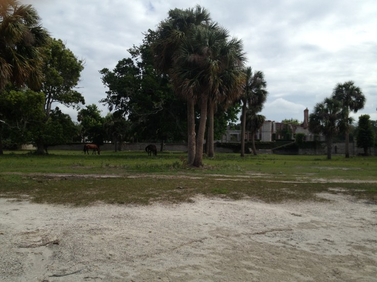 Wild horses - Cumberland Island, GA 