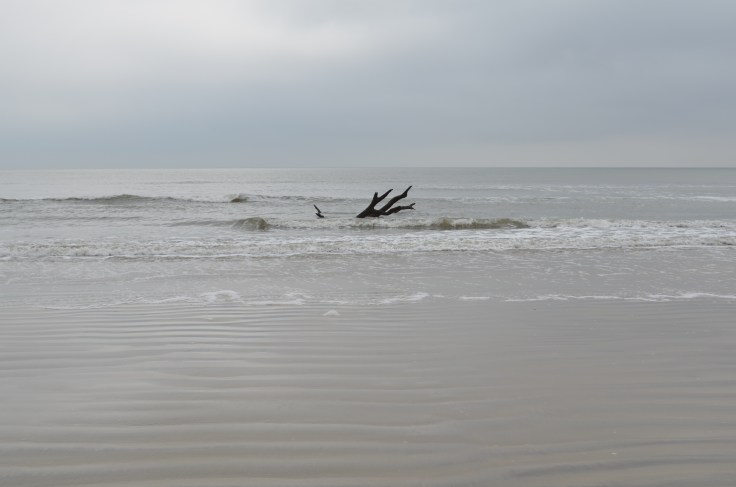 Cabretta Beach - Sapelo Island