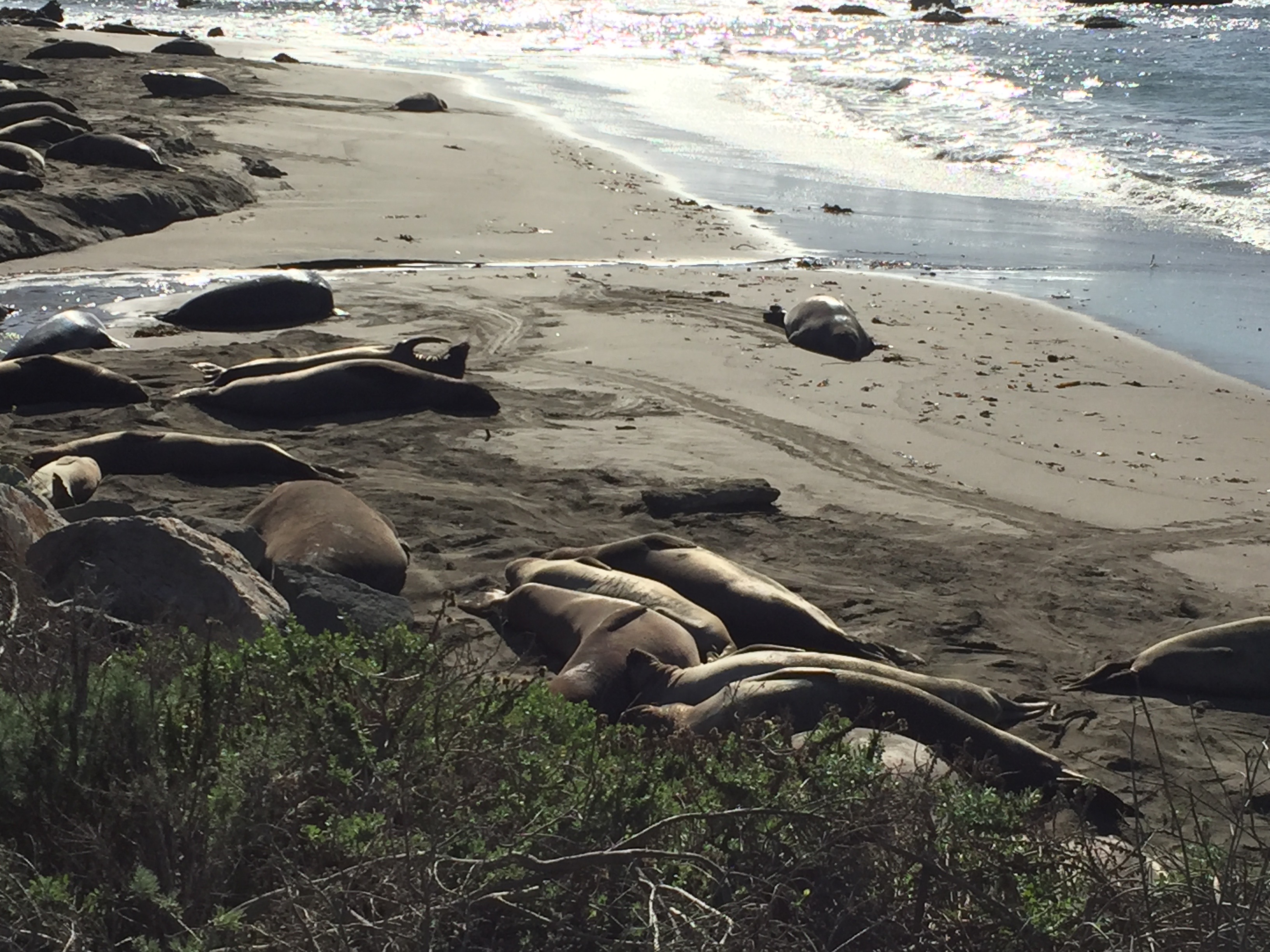 elephant-seal-stifles-a-yawn