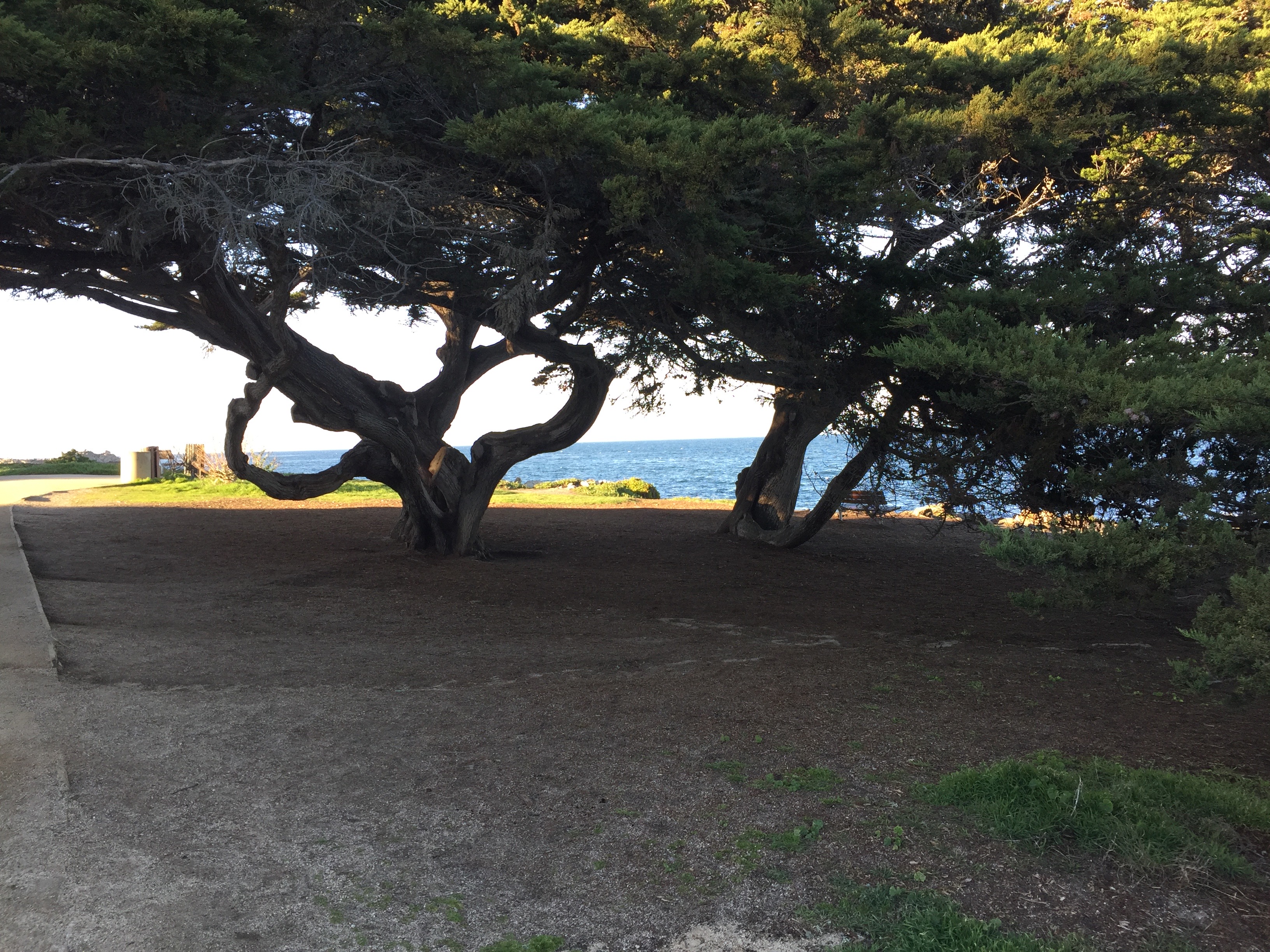 trees-of-monterey