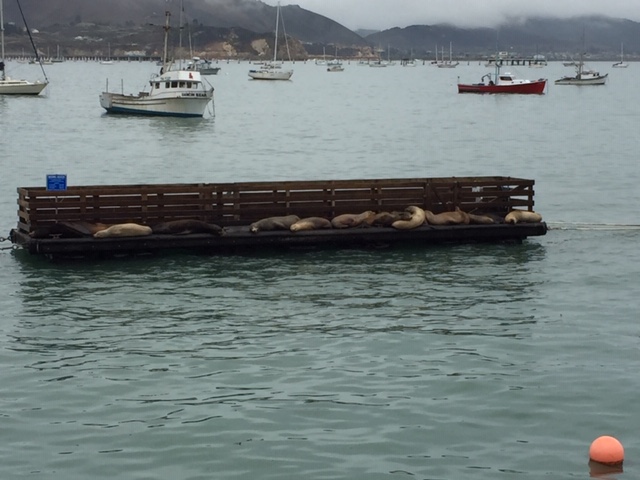 The reason this is so funny is because the sign reads: “Working Pier.” These seals are just useless lie abouts. They will never work.